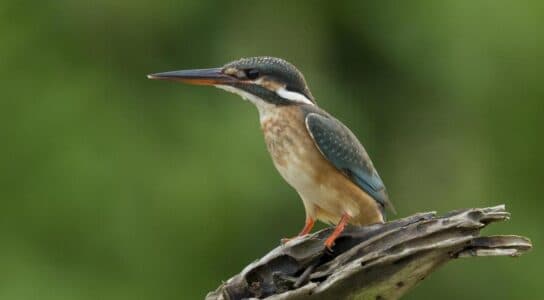 Spot birds in Gal Oya preview image
