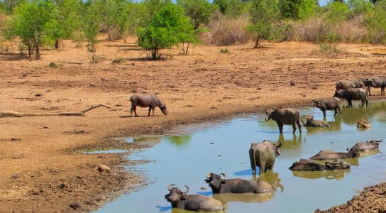 Take a private game drive in Udawalawe preview image