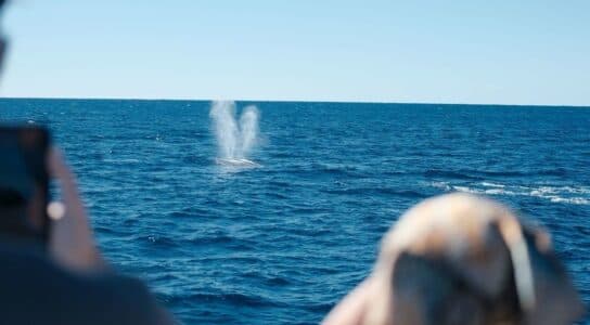 Go on a blue whale safari preview image