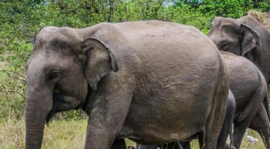 Meet elephant conservationists preview image