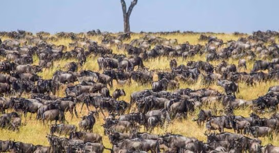 Take to the skies for next-level wildlife tracking preview image