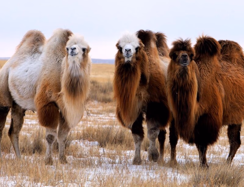 Three shaggy, two-humped Bactrian camels standing on a snow-dusted grassland in Mongolia.