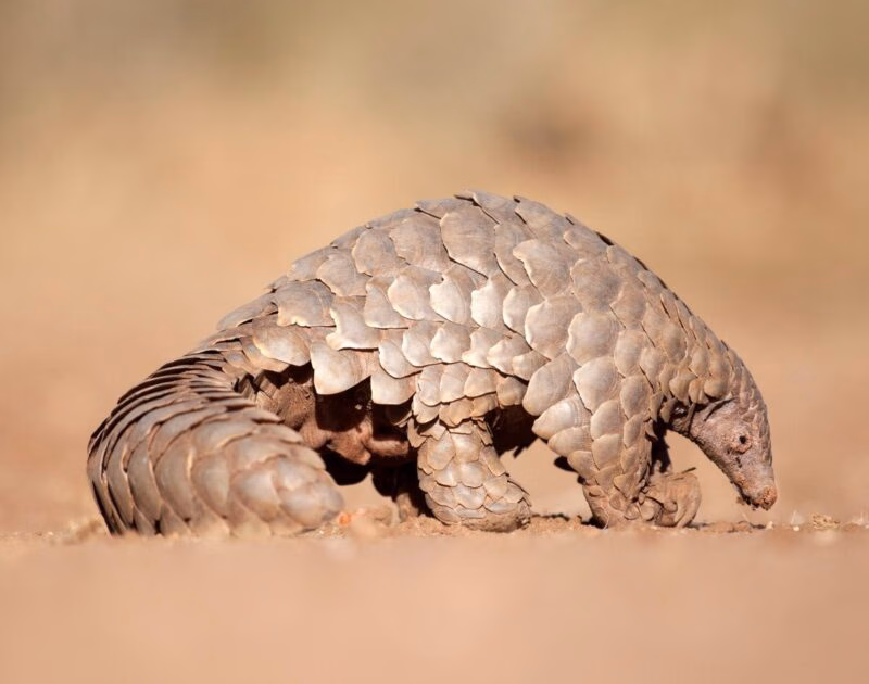 A pangolin walking across sandy ground in Namibia, showing its overlapping protective scales and long, curved tail.