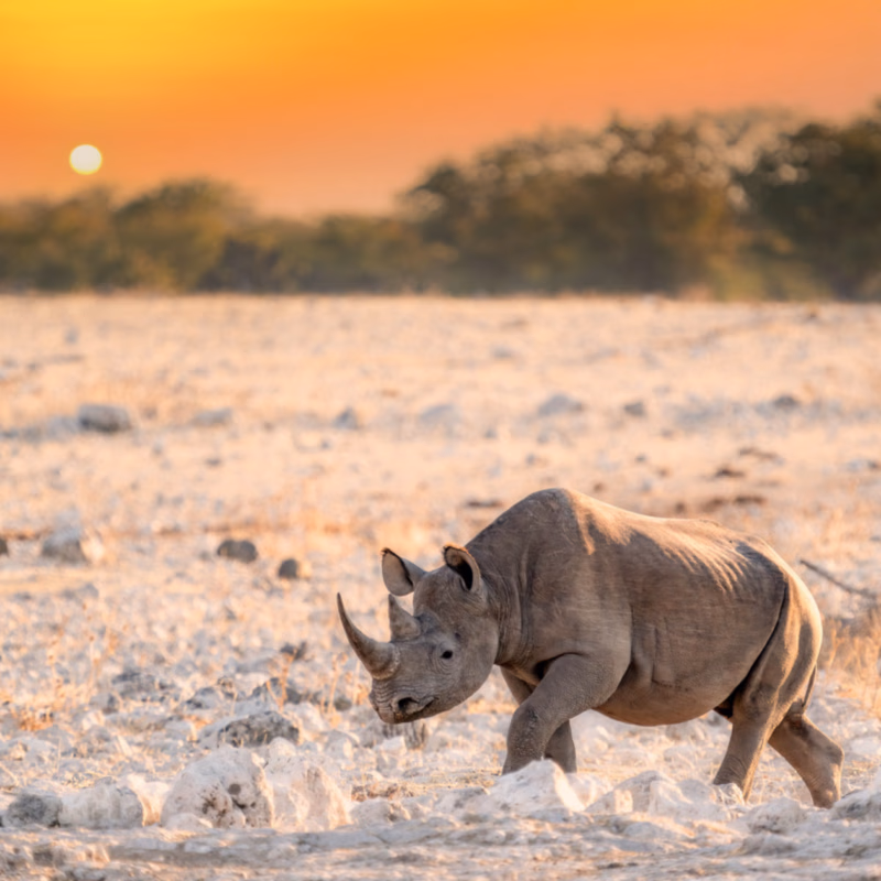 A black rhinoceros walking across Namibia’s dry, rocky landscape at sunset, with golden light illuminating its horns and body.