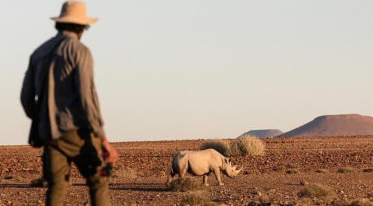 Track rhinos in Namibia preview image