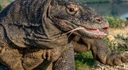 Search for Komodo dragons on Rinca Island preview image