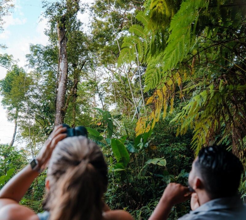 Two people looking up into a lush green jungle canopy, one using binoculars.