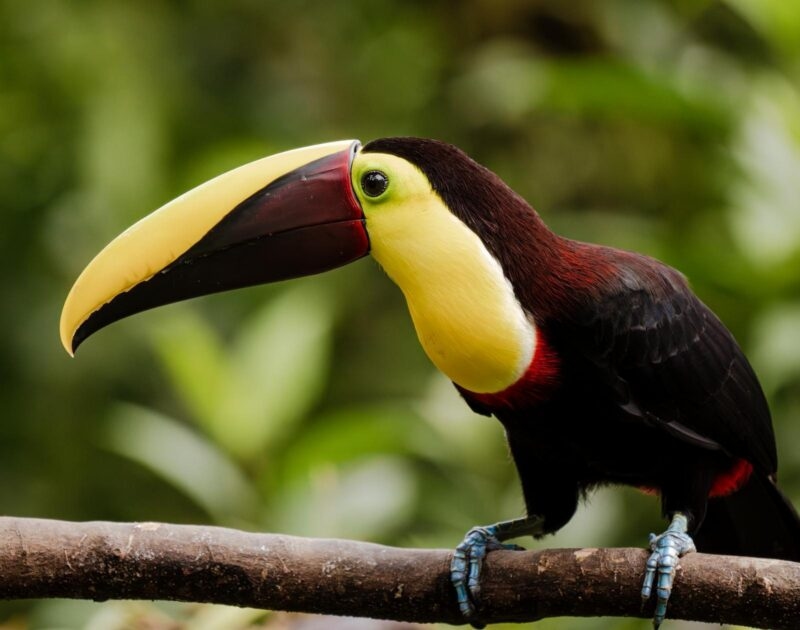 A colorful toucan with a large yellow and red beak perches on a branch against a blurred green background.