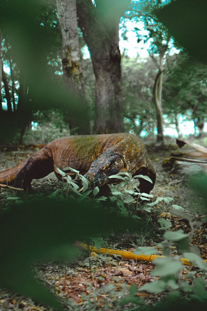 A large Komodo dragon walks through a wooded area, viewed from a low angle behind green leaves on the forest floor.