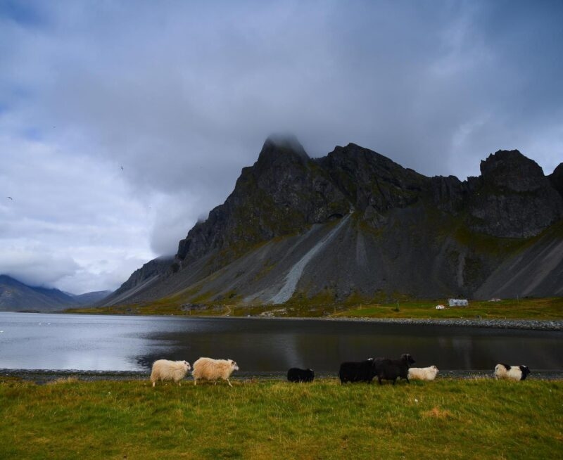 Sheep graze on a green shore beside a lake, with a massive, cloud-covered jagged mountain in the background.