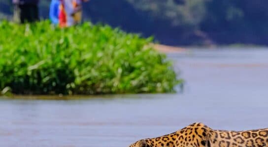 Look for jaguars in Brazil preview image
