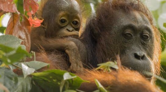 Observe orangutans in Borneo preview image