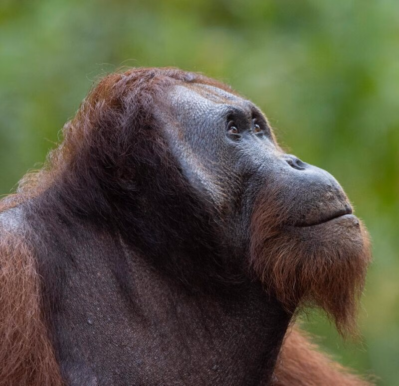 Close-up profile of an adult orangutan looking up against a blurred green background.