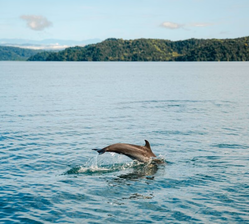 A dolphin dives into the ocean, splashing water, with forested hills in the background.