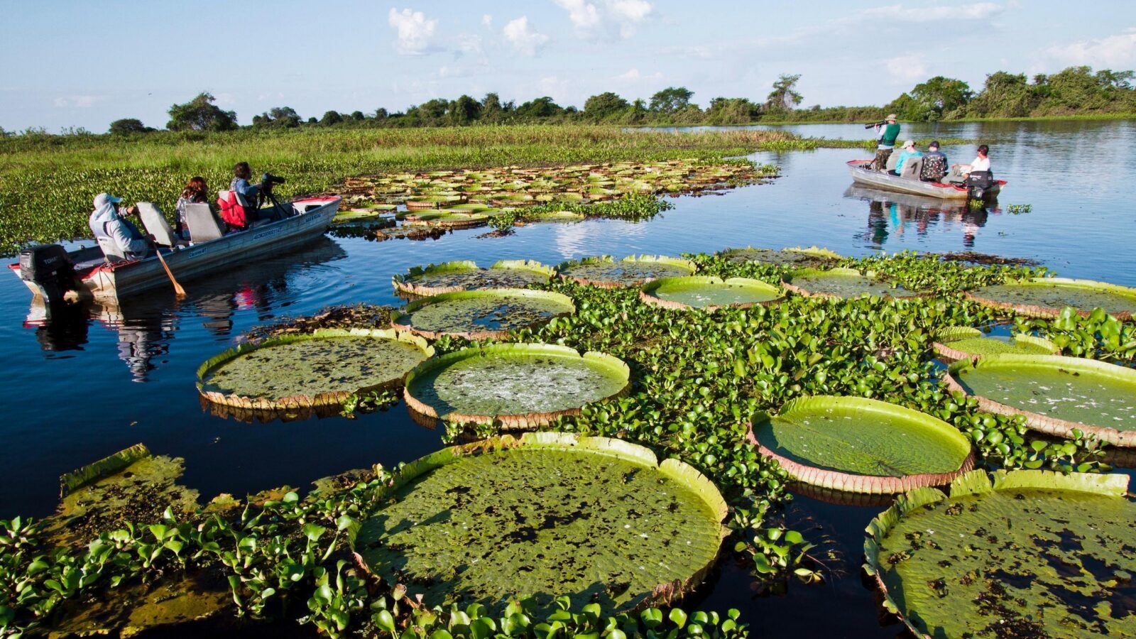 Tourists in two small motorboats navigate a river filled with massive circular water lilies in the Brazilian Pantanal.