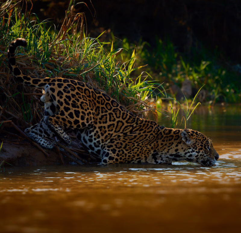 A jaguar leans from a grassy bank to drink from a muddy river in the Pantanal, Brazil.