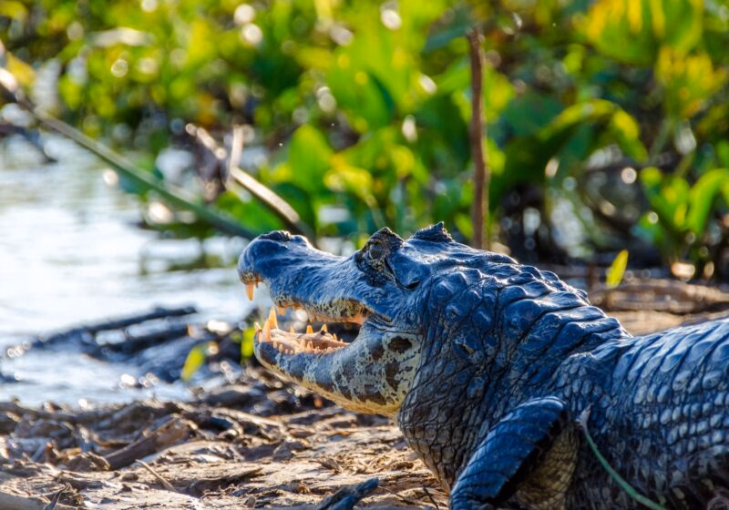 A close-up of a crocodile resting on a muddy riverbank with its mouth open against a blurred green background.