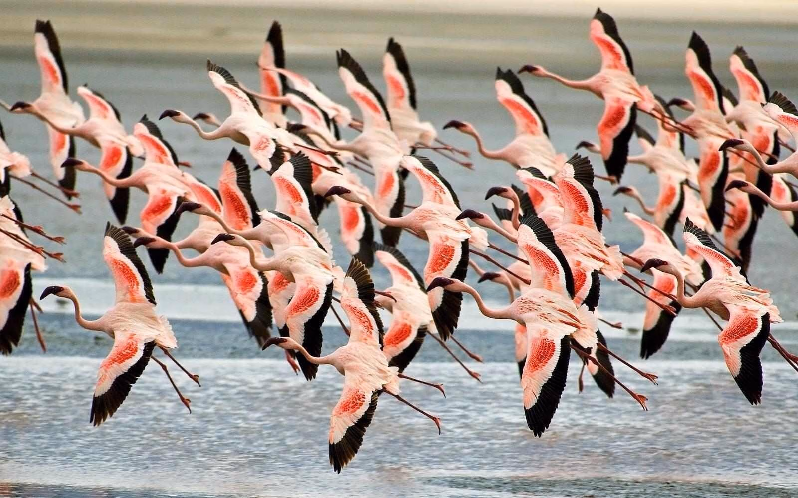 Thousands of lesser flamingos live at Lake Magadi in Kenya, where they feed on the blue-green algae that grow in its warm alkaline waters.