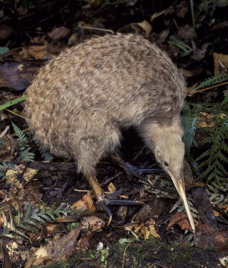 New Zealand is home to many endemic bird species, including the iconic kiwi bird and striking tūī.