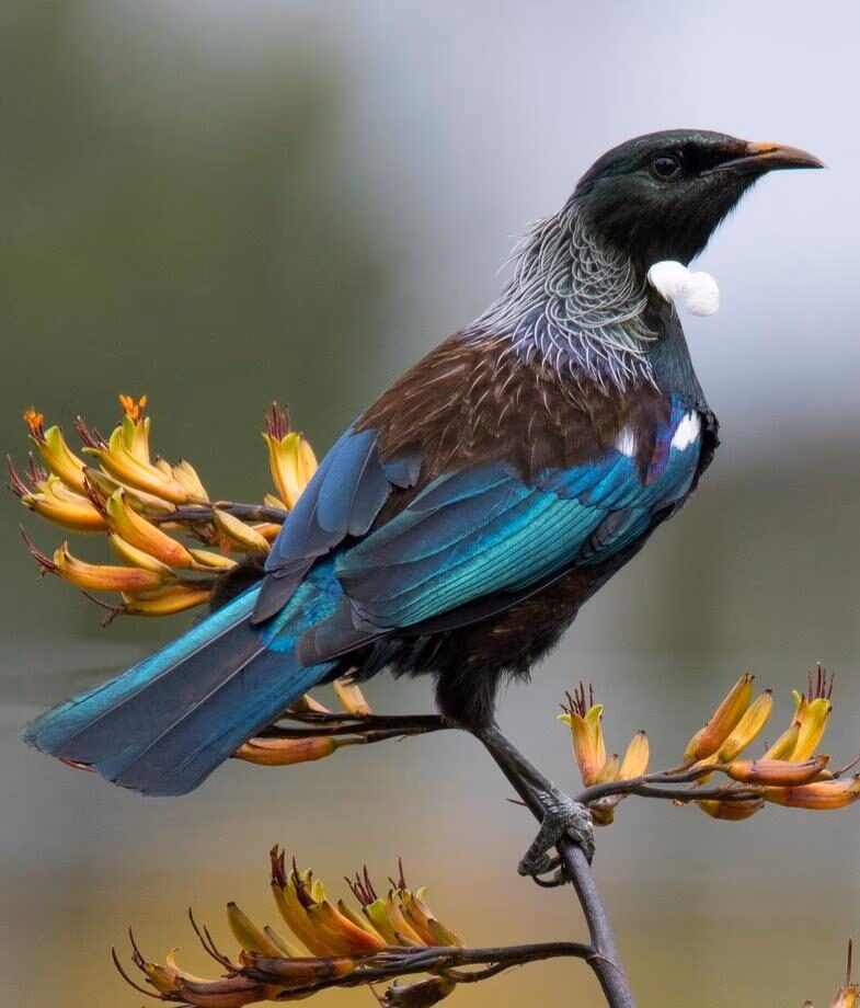 New Zealand is home to many endemic bird species, including the iconic kiwi bird and striking tūī.
