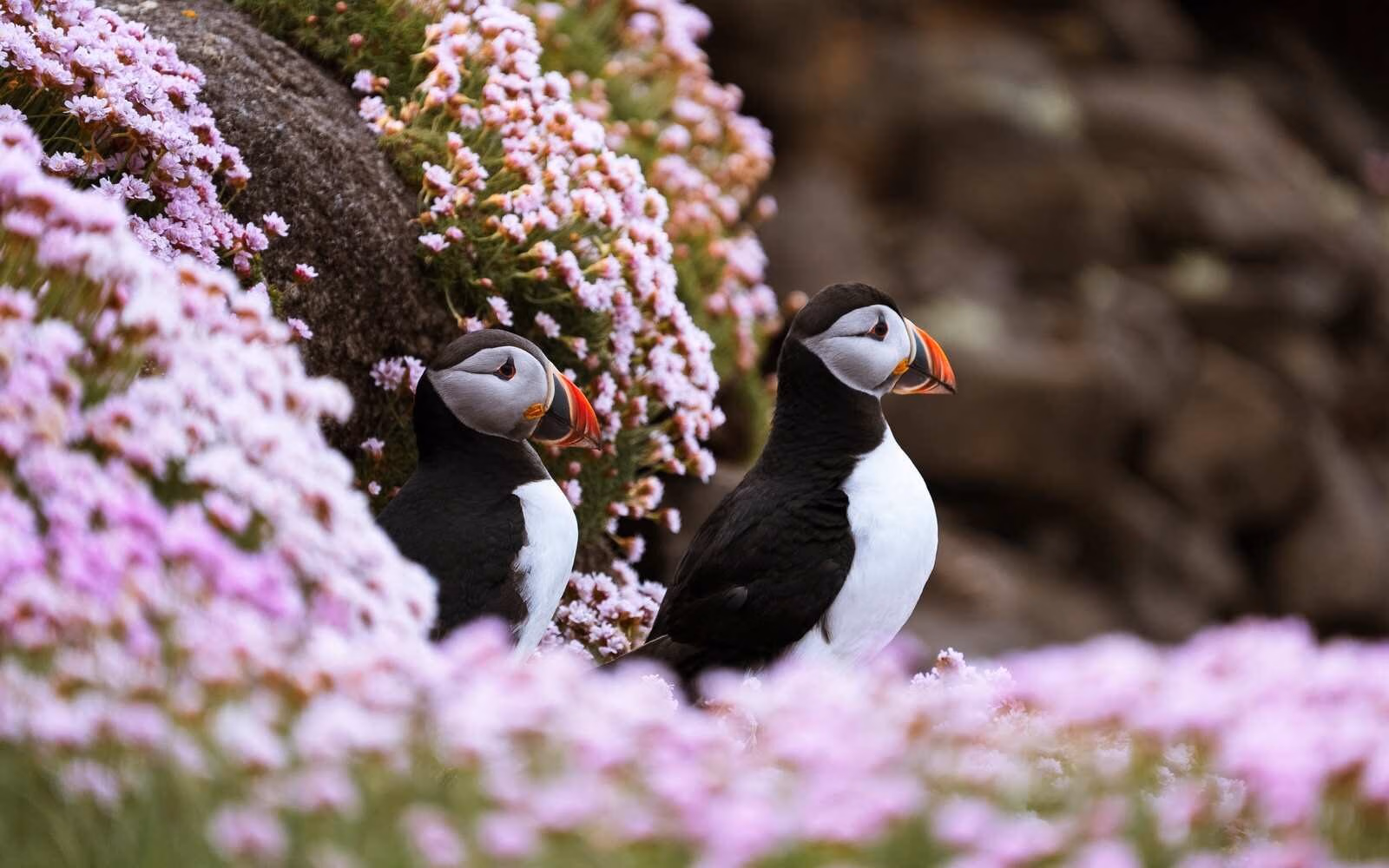 Observe Atlantic puffins on the islands of the Inner Hebrides.