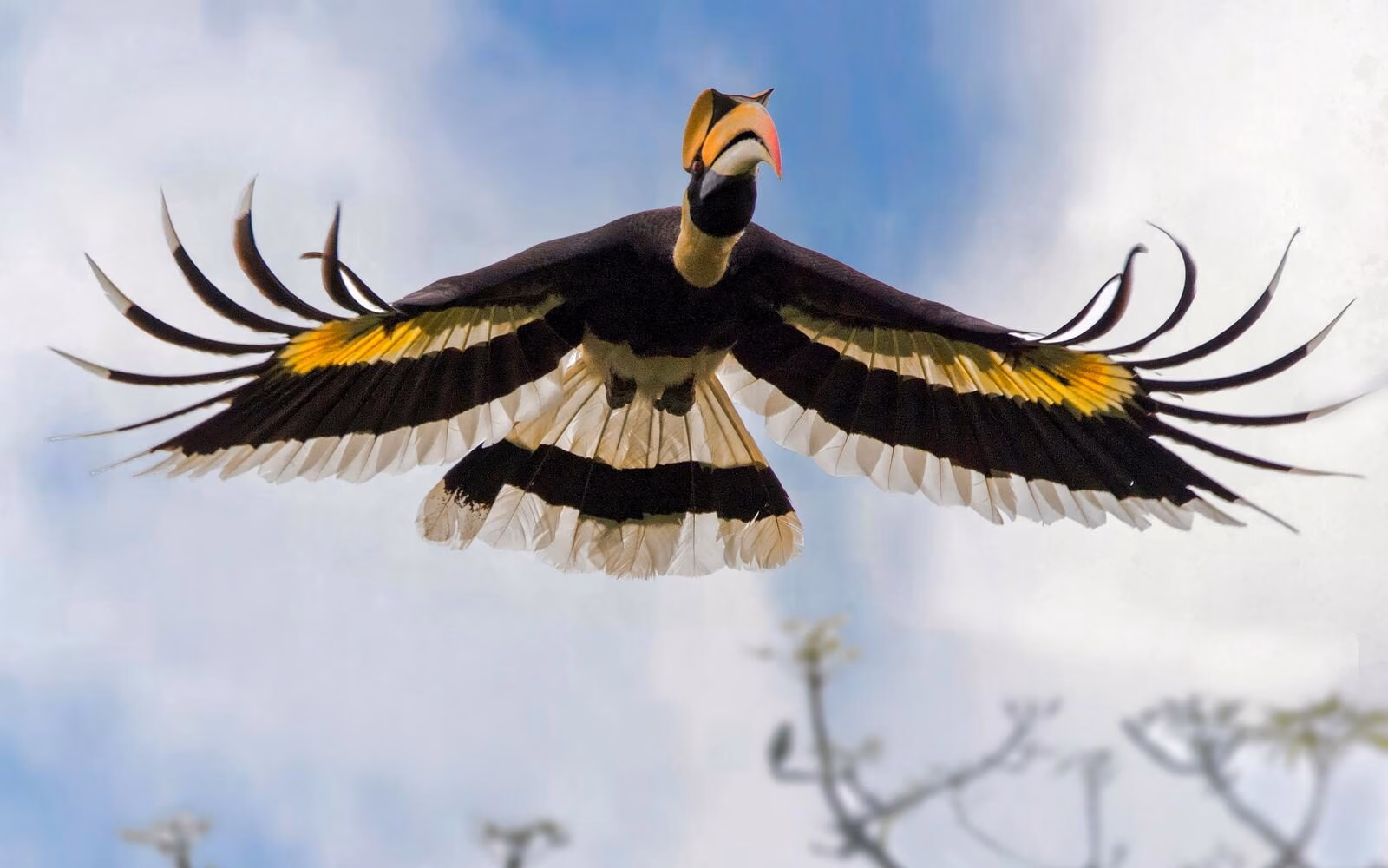 The great hornbill is just one of the birds you can spot on a birdwatching safari in India.