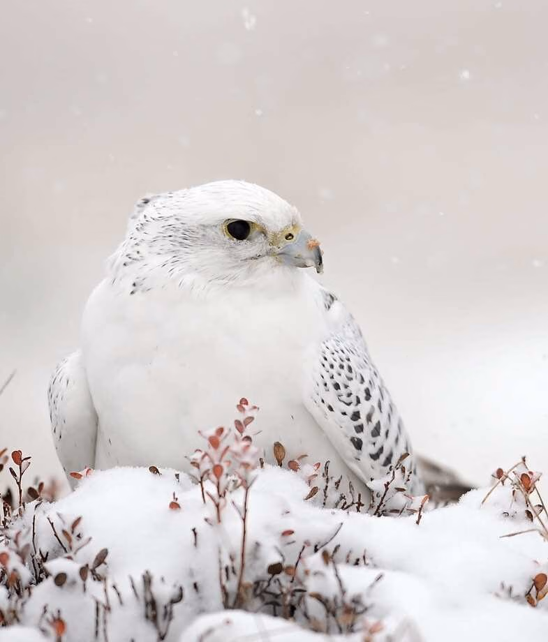 In Iceland, you may spot a gyrfalcon, the largest falcon in the world.