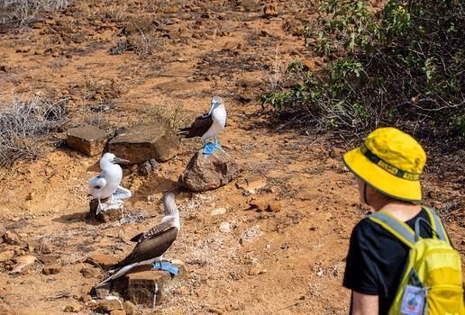 Spot great frigatebirds and blue-footed boobies on land, then kayak in search of Galápagos penguins on a birdwatching tour of these isolated islands.