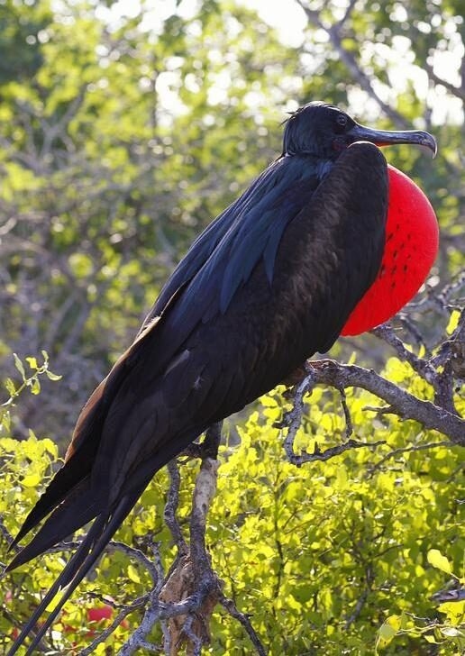 Spot great frigatebirds and blue-footed boobies on land, then kayak in search of Galápagos penguins on a birdwatching tour of these isolated islands.