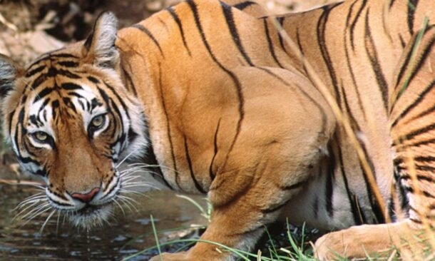 A Family Adventure in India