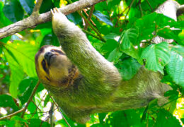 Costa Rica Family Explorer