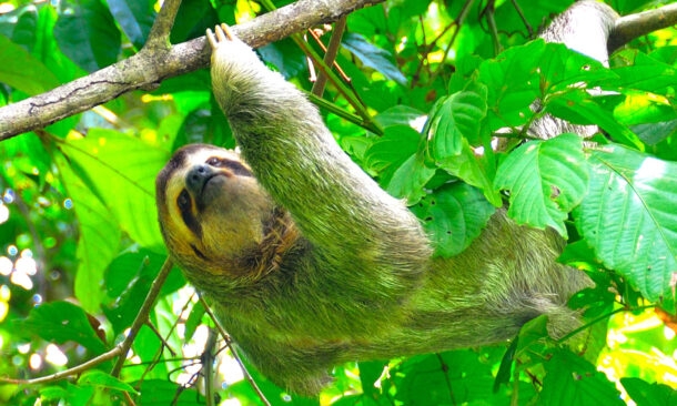 Costa Rica Family Explorer