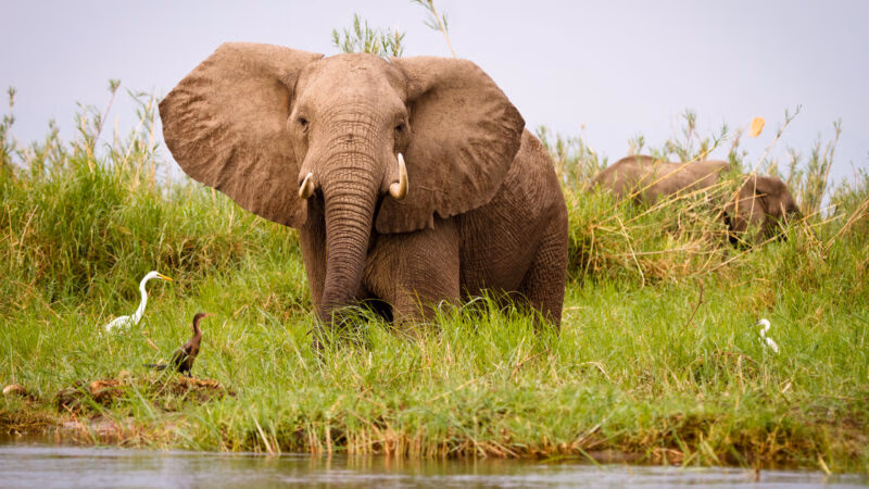 Lower Zambezi elephant, Zimbabwe, Africa