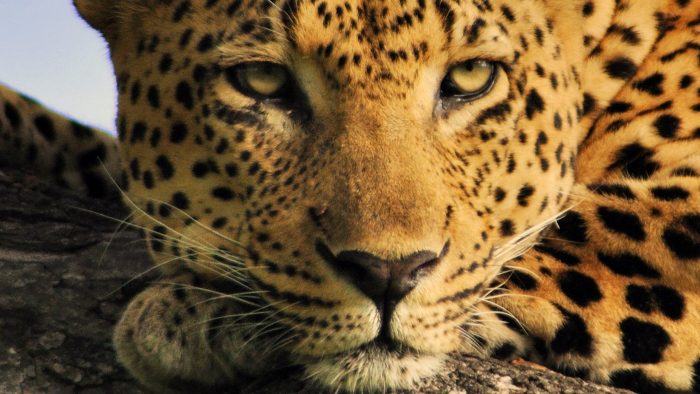 Camp-Pan-Male-Leopard.jpg