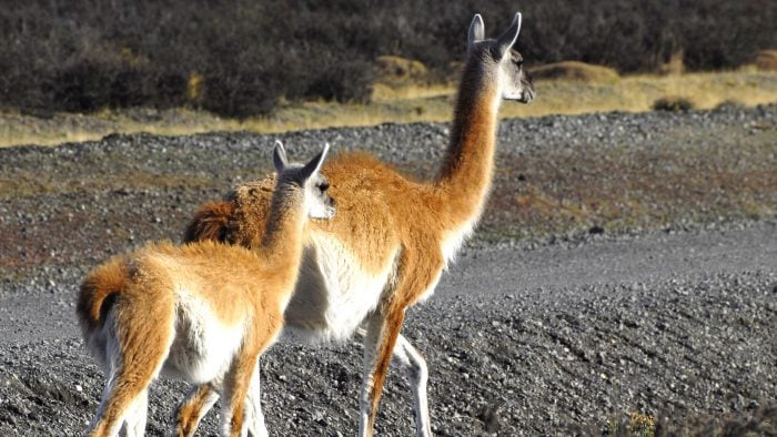 Meet the Camelids: Llama, Alpaca, Vicuña and Guanaco | Jacada Travel