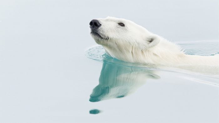 Polarbear-swimming-dreamstime_2.jpg