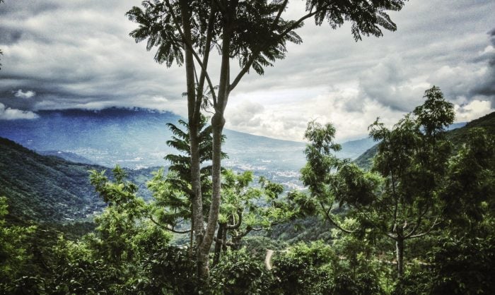 Guatemala's coffee region.