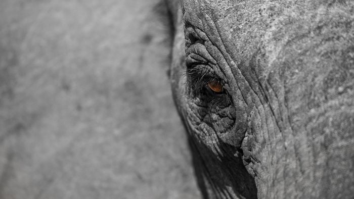 Elephant-22.jpg