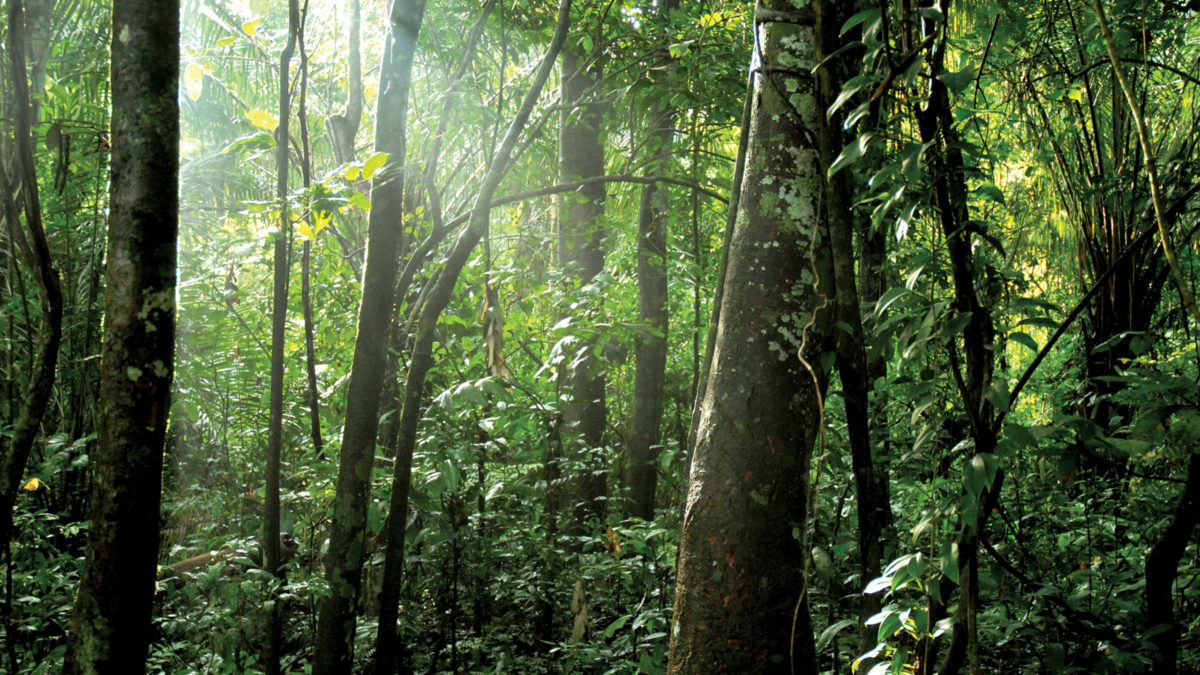Trees of the Peruvian Amazon Rainforest