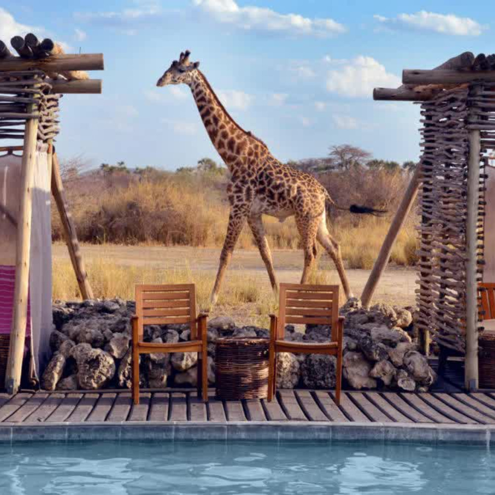 Giraffe walking behind the swimming pool of Chem Chem Lodge, Lake Manyara Tanzania