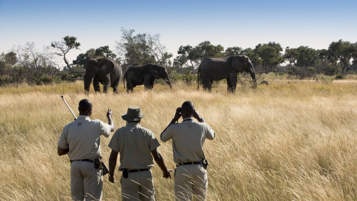 Elephants Xaranna safari