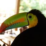 panama-bird