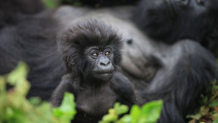 byron_rwanda_gorilla