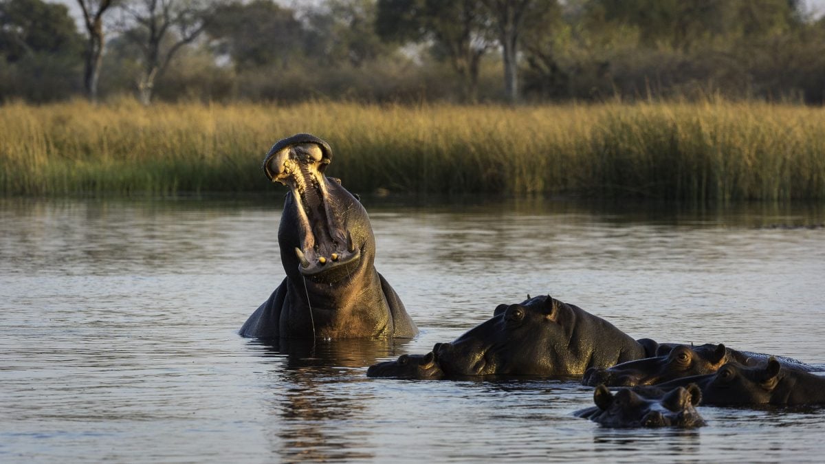 hippos in the savuti channel, linyanti