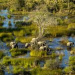 elephants-okavango-delta