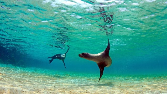 galapagos-sea-lions