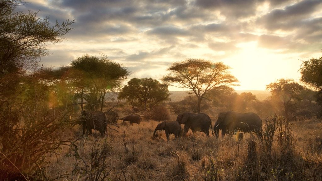 elephants-dawn-sunrise-tanzania