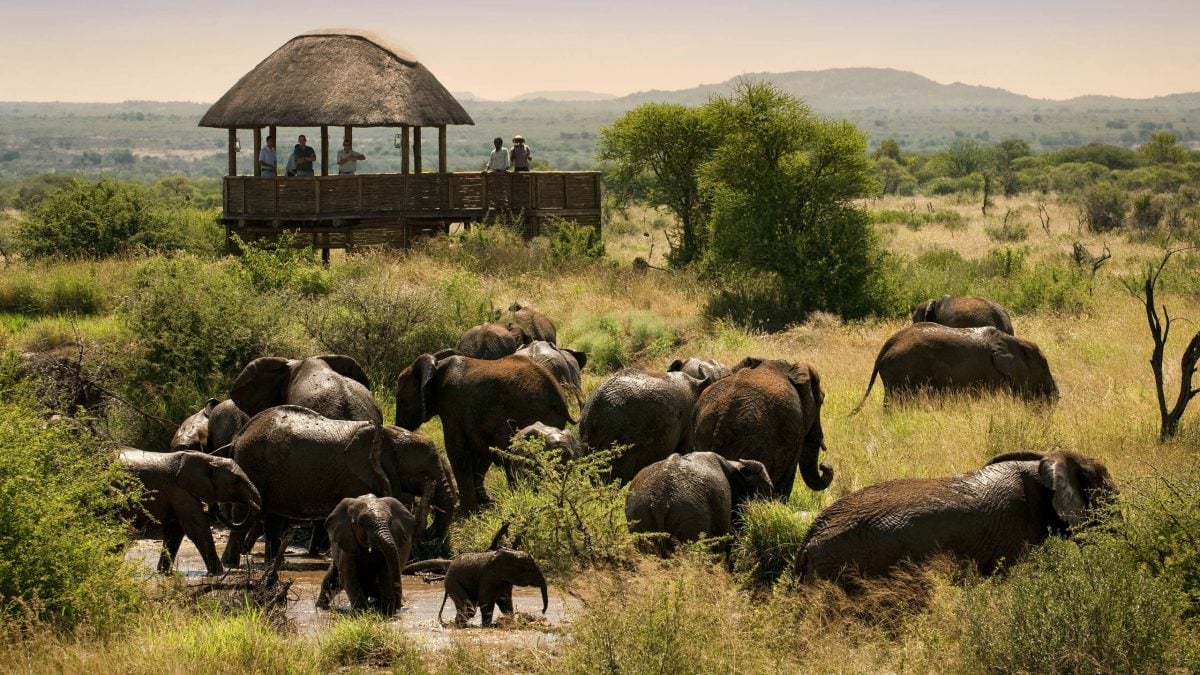 elephants-madikwe-game-reserve-south-africa
