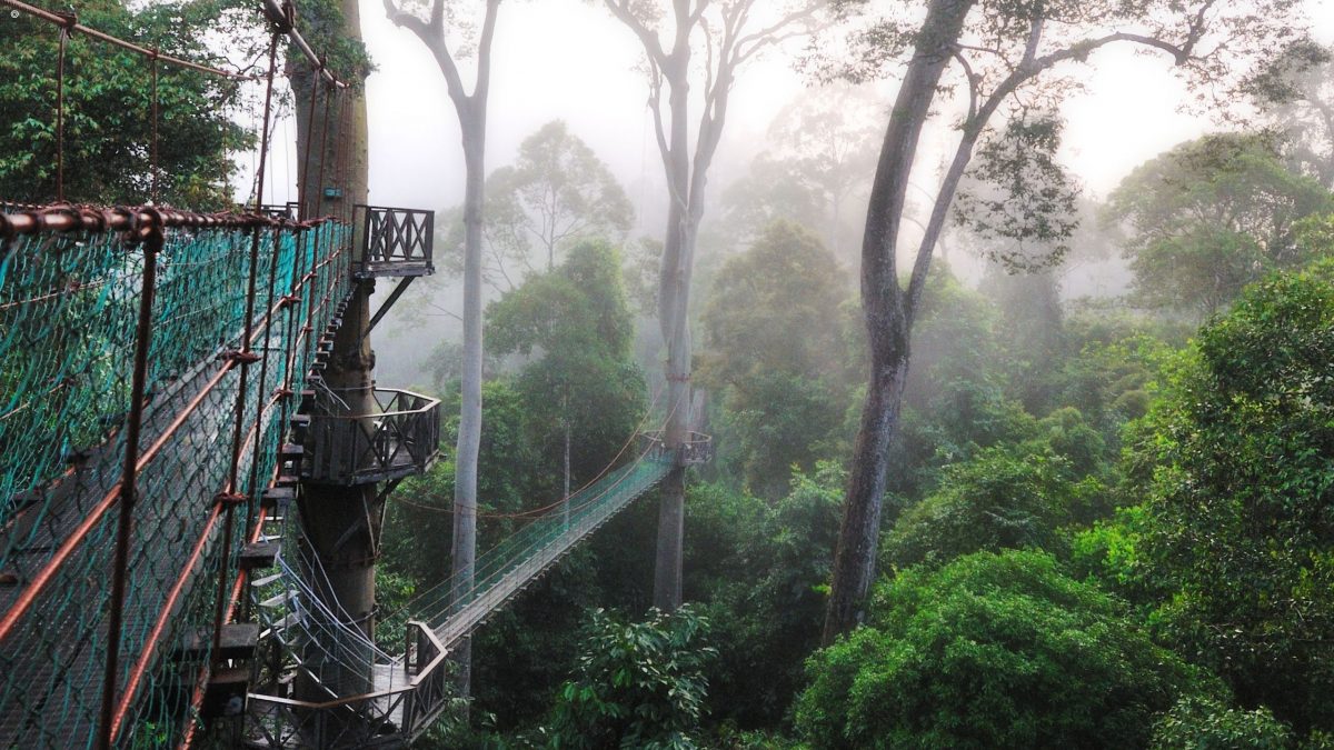 Canopy walkway, Borneo Rainforest Lodge, Danum Valley