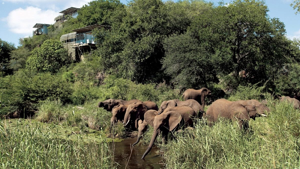 Lebombo Lodge Elephants